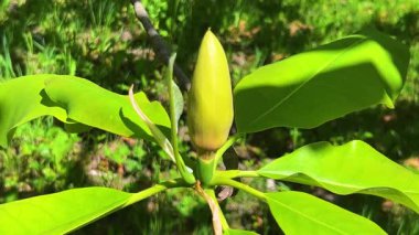 Büyük bir manolya tomurcuğu, yemyeşil yapraklı bir dalın üzerinde bahar parkında hafif bir esintide sallanıyor. Güzel güneş yaprakların ve tomurcukların üzerinde parlıyor..