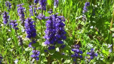Güneşli bir günde yeşil bir baharda Ajuga sürüngenleri ya da mavi borazanlar. Bir sürü mor çiçek taşıyan sapları olan zemin örtüsü.