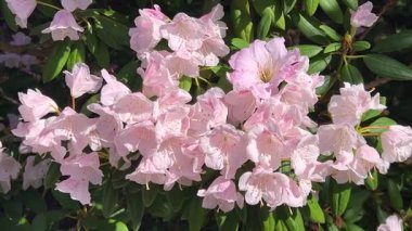 Açık güneşli bir günde, bahar bahçesinde çiçek açan çalı ağacının üzerindeki narin soluk pembe çiçeklerin bolluğu..