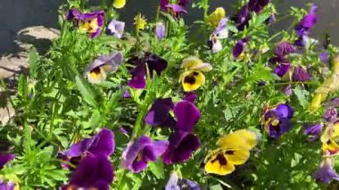 Sarı, mor ve mavi nonoş çiçekleri güneşli bir bahar gününde hafif esintide sallanıyor..