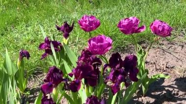 Leylak laleler ve koyu mor kadife süsen çiçekleri bahar bahçesinde hafif esintide sallanıyor..