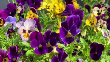 Sarı, mor ve mavi nonoş çiçekleri güneşli bir bahar gününde hafif esintide sallanıyor..