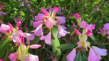 Pembe çiçekli rhododendron dalları ve tomurcukları açık bir bahar bahçesinde hafif bir esintide sallanıyor..