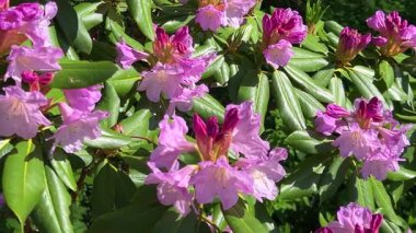 Pembe çiçekli rhododendron dalları ve tomurcukları açık bir bahar bahçesinde hafif bir esintide sallanıyor..