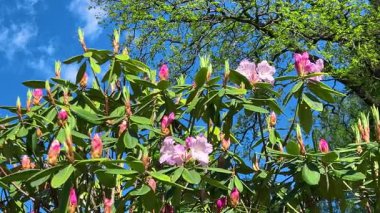 Mavi gökyüzüne karşı pembe çiçekler ve tomurcuklarla açan rododendron dalları.