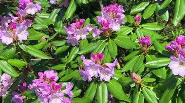 Narin açık leylak pembesi renginde rhododendron çiçekleri açık güneşli bir günde, bir bahar parkında çiçek açan bir çalıda..