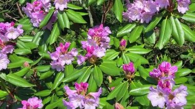 Narin açık leylak pembesi renginde rhododendron çiçekleri açık güneşli bir günde, bir bahar parkında çiçek açan bir çalıda..