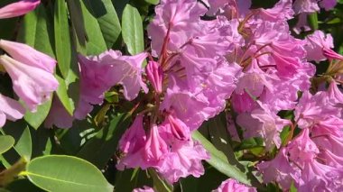 Bahar bahçesinde yemyeşil bir rhododendron çiçeği. Çiçekli dallar güneşli bir günde hafif bir esintide sallanır..