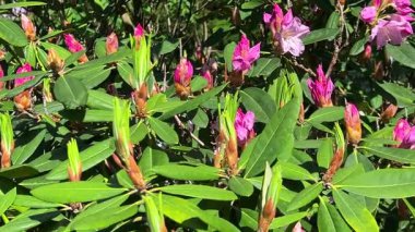Pembe çiçekli rhododendron dalları ve tomurcukları açık bir bahar bahçesinde hafif bir esintide sallanıyor..