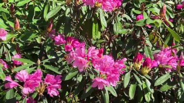 Pembe çiçekli rhododendron dalları ve tomurcukları açık bir bahar bahçesinde hafif bir esintide sallanıyor..