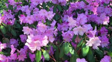 Narin leylak rengi rhododendron çiçekleri açık güneşli bir günde, bahar parkında çiçek açan bir çalıda..