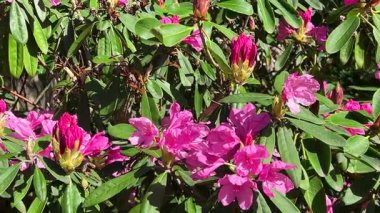 Pembe çiçekli rhododendron dalları ve tomurcukları açık bir bahar bahçesinde hafif bir esintide sallanıyor..