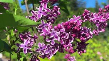 Güzel koyu mor çiçekleri olan leylak dallar hafif bir esintide sallanarak bahar bahçesinde mavi gökyüzüne karşı.
