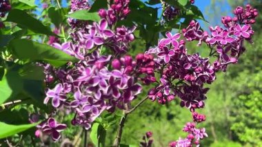 Güzel koyu mor çiçekleri olan leylak dallar hafif bir esintide sallanarak bahar bahçesinde mavi gökyüzüne karşı.