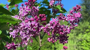 Bahar bahçesinde mavi gökyüzüne karşı beyaz kenarlı güzel mor çiçekli leylak dalları.