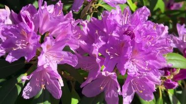 İlkbahar bahçesinde yemyeşil leylak çiçekleri olan rododendron dalları. Yakın çekim görünümü.