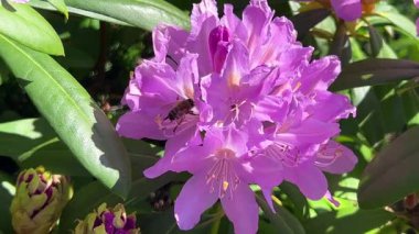 Bir arı, bir bahar bahçesindeki yemyeşil pembe ve mor çiçeklerden nektar toplar..