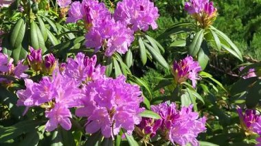 İlkbahar bahçesinde yemyeşil leylak çiçekleri olan rododendron dalları.