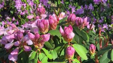 Çiçek açmak üzere olan pembe rhododendron tomurcuklarının yakın görüntüsü.