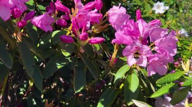 Bir yaban arısı bir çiçekten diğerine uçar. Bahar bahçesinde açan pembe rhododendron..