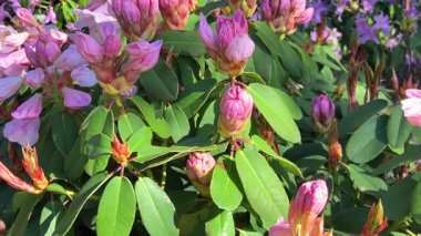 Çiçek açmak üzere olan pembe rhododendron tomurcuklarının yakın görüntüsü.