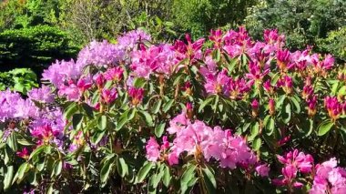 Bahar bahçesinde yemyeşil pembe ve leylak renginde bir çiçek..