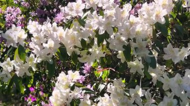 Bir çalı çalısı bol bol çiçek açıyor ilkbahar bahçesinde, güneş ışınlarında..