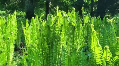 İlkbaharda bir ormanda eğreltiotu çalılığı. Yapraklar, eğreltiotunun taze yeşil yaprakları, salyangoz şeklinde sarmal bir şekilde bükülür..
