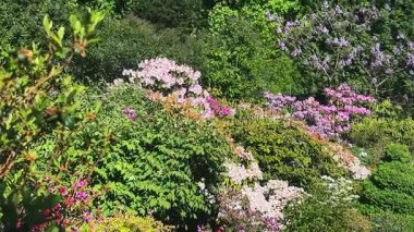 Eski parktaki çok katmanlı ağaçlar ve çalılar. Ağaçların arasında rhododendronlar, celandineler, kozalaklı ağaçlar ve yaprak döken çalılar var..