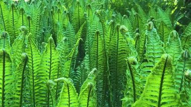 İlkbaharda bir ormanda eğreltiotu çalılığı. Yapraklar, eğreltiotunun taze yeşil yaprakları, salyangoz şeklinde sarmal bir şekilde bükülür..