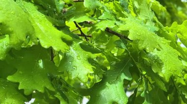 Güneşin aydınlattığı yeşil yapraklı bir meşe ağacının dalları. İlkbaharda yağmurdan sonra üzerlerine su damlaları düşer..