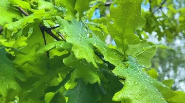 Güneşin aydınlattığı yeşil yapraklı bir meşe ağacının dalları. İlkbaharda yağmurdan sonra üzerlerine su damlaları düşer..