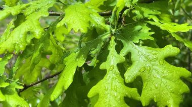 Güneşin aydınlattığı yeşil yapraklı bir meşe ağacının dalları. İlkbaharda yağmurdan sonra üzerlerine su damlaları düşer..