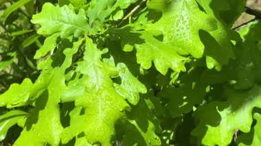 Güneşin aydınlattığı yeşil yapraklı bir meşe ağacının dalları. İlkbaharda yağmurdan sonra üzerlerine su damlaları düşer..