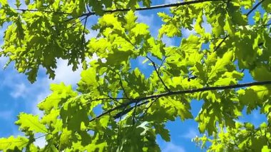 Genç yeşil meşe yaprakları olan bir ağacın dalları güneş tarafından aydınlatılmış ve yağmurdan sonra ilkbaharda parlak mavi bir gökyüzü..