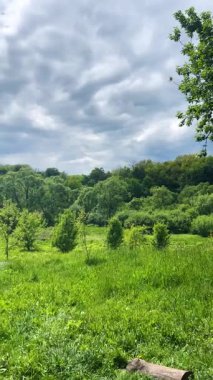 Çalı ekili yeşil çayır ve bulutlu güneşli mavi bir günün altında genç ağaçlar. Dikey video.