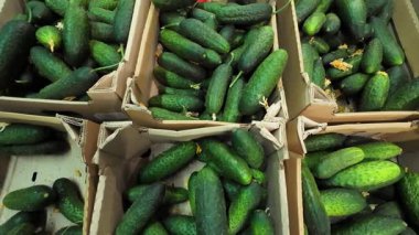 Süpermarkette karton kutularda taze salatalıklar..