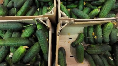 Süpermarkette karton kutularda taze salatalıklar..