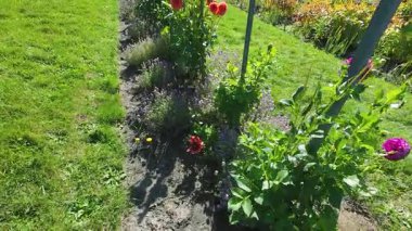 Bahçesinde yıldız çiçekleri olan çalılar..