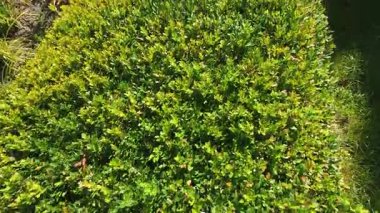Bitmeyen yeşil boxwood (Buxus sempervirens) çalılarından yapılmış çit.