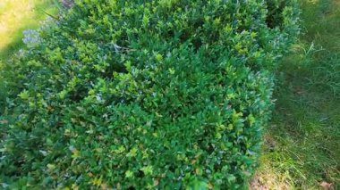 Bitmeyen yeşil boxwood (Buxus sempervirens) çalılarından yapılmış çit.