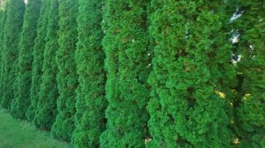 Uzun, ince, yemyeşil bir çit Thuja, doğal bir engel oluşturuyor..