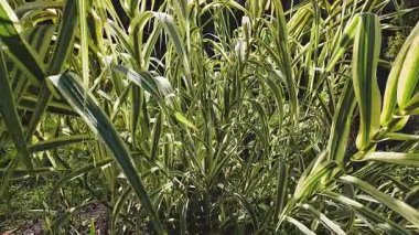 Sazlığın dalları ve yaprakları Arundo Donax.