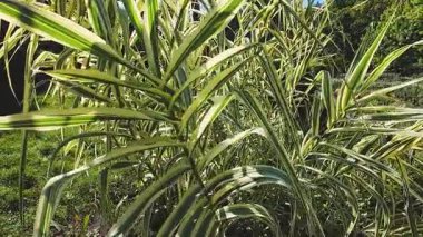 Sazlığın dalları ve yaprakları Arundo Donax.