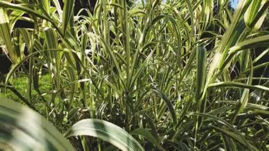 Sazlığın dalları ve yaprakları Arundo Donax.