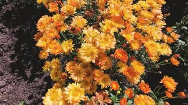 Sonbahar bahçesinde kasımpatı çiçekleri. Arılar ve kelebekler çiçeklerin üzerinde uçar.