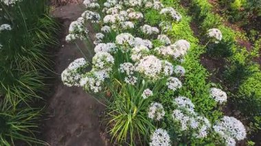 Çiçekli soğan yatakları ya da bahçede yabani sarımsak. Arılar ve kelebekler çiçeklerin üzerinde uçar.