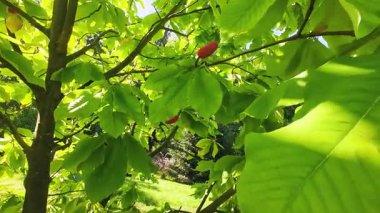 Yeşil yapraklar, dallar ve manolya ağacının meyveleri..