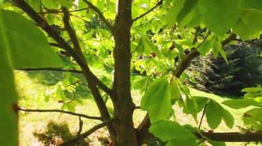 Yeşil yapraklar, dallar ve manolya ağacının meyveleri..