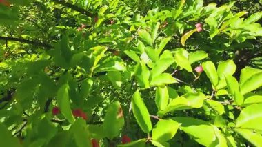 Yeşil yapraklar, dallar ve manolya ağacının meyveleri..